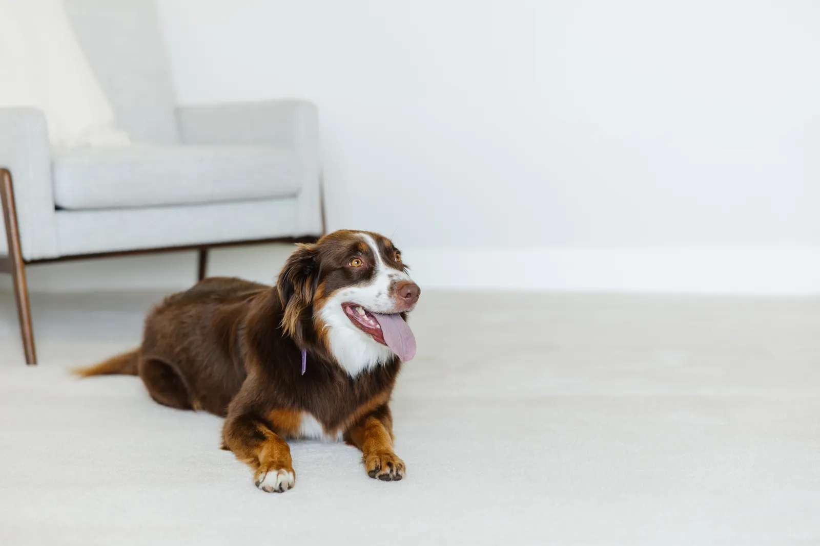 brown and white dog lying on a white carpet good for pets, with its tongue hanging out, and looking up